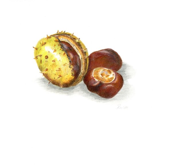 Плоды каштана для детей детского сада