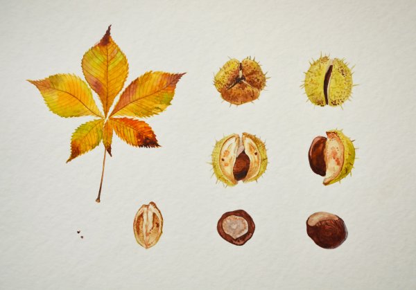 Рисование листьями каштана