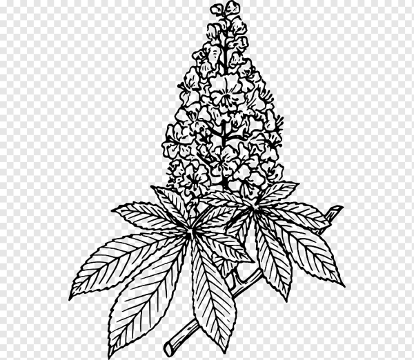 Дерево каштан раскраска