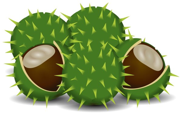 Каштан для детей