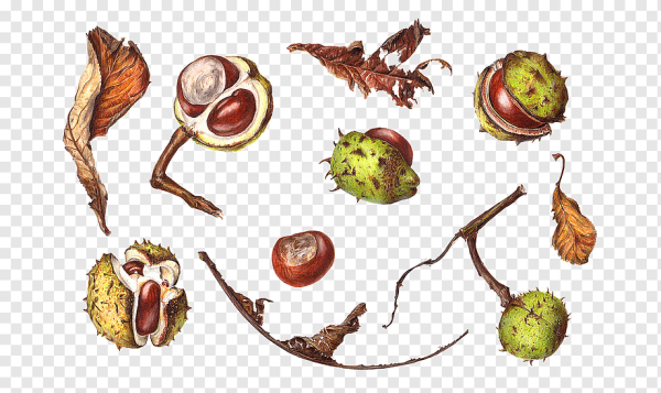 Конский каштан.Ботаническая живопись