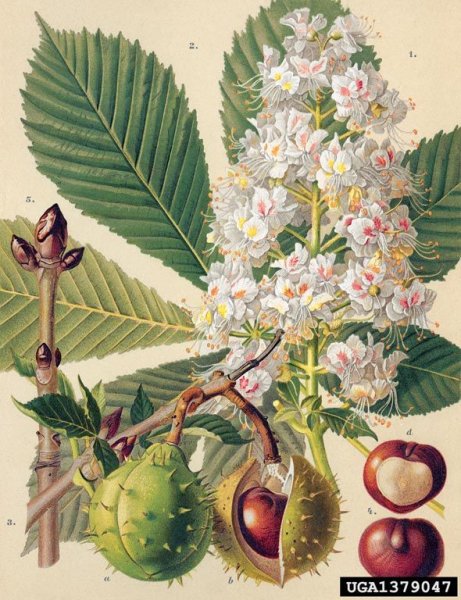 Конский каштан обыкновенный гербарий