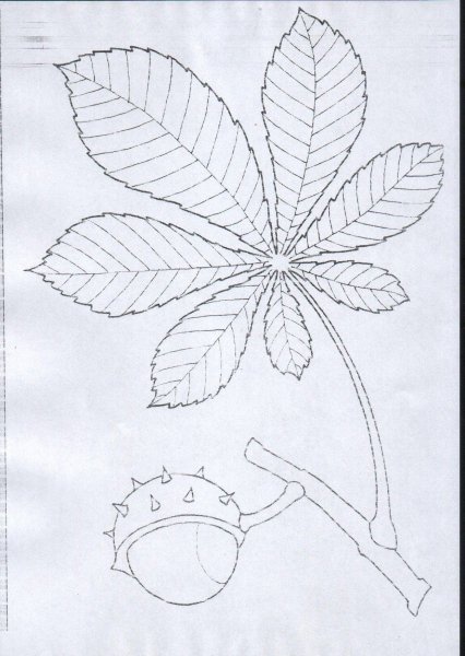 Лист каштана раскраска