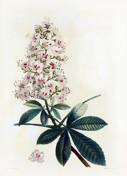 Каштан Ботанический атлас