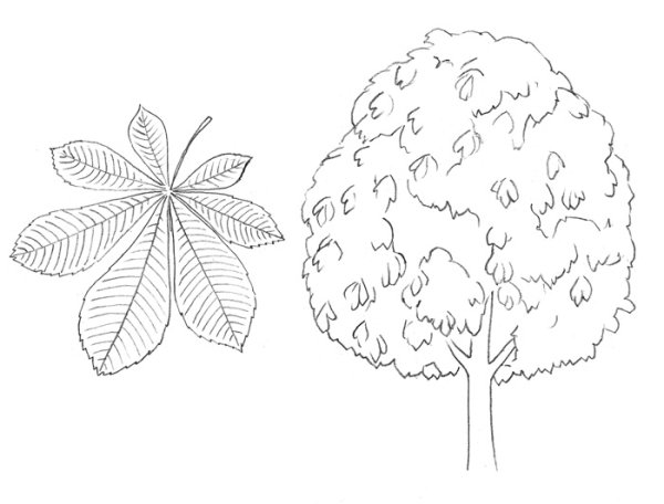 Дерево каштан раскраска