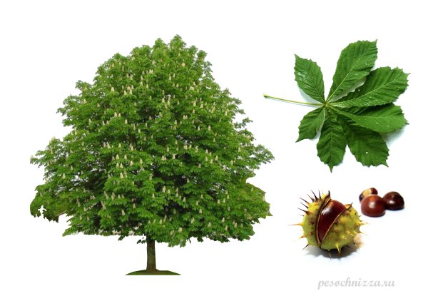 Паспорт дерева каштан