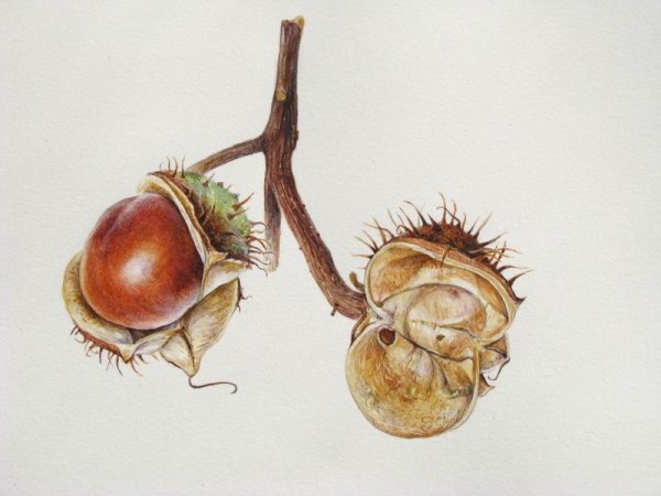 Каштаны Ботаническая живопись