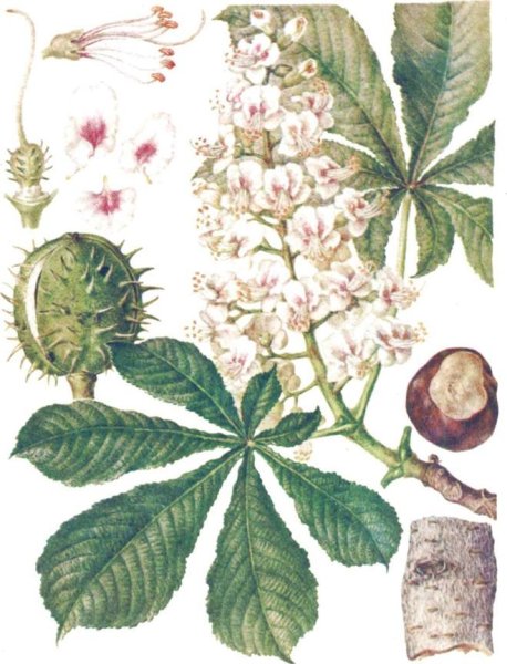 Листья дерева конский каштан