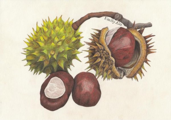 Каштаны Ботаническая живопись