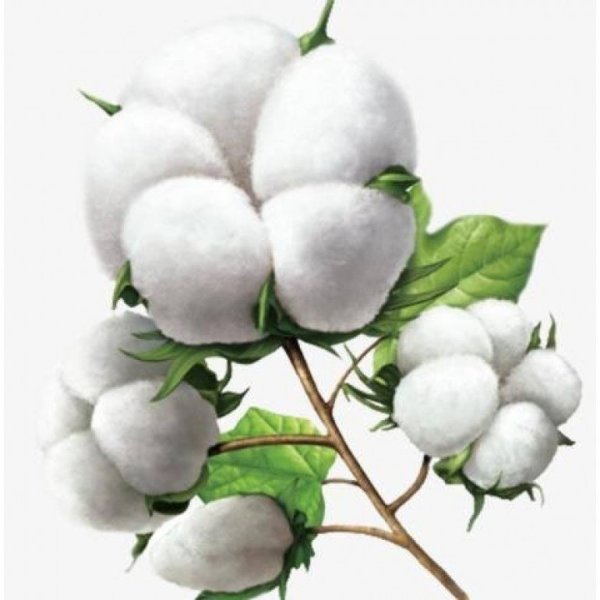 Эвкалипт скетчинг