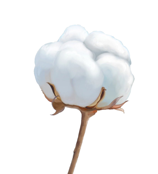 Хлопок иллюстрация