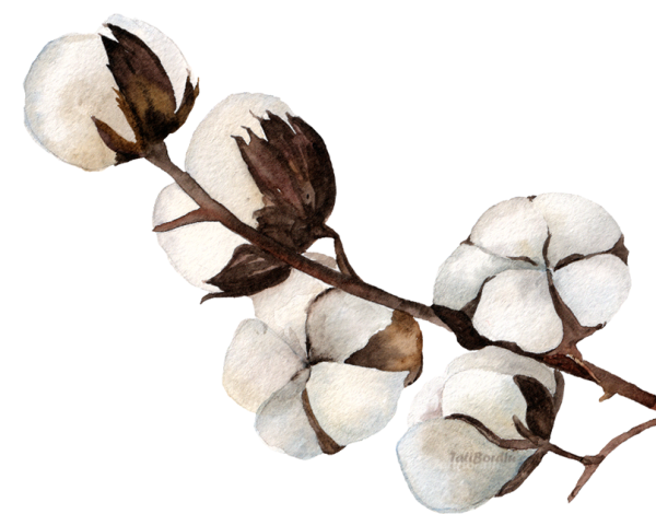 Хлопчатник Ботанический рисунок