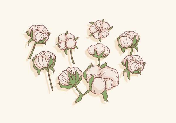 Цветок хлопка акварель