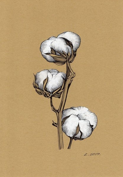 Цветок хлопка логотип