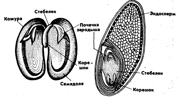 Строение семени однодольного растения