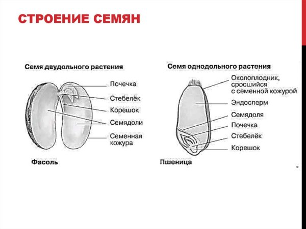 Строение семени однодольных и двудольных