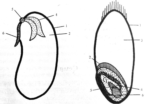Строение семян однодольных и двудольных растений без подписей