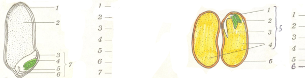 Строение однодольного семени зерновки пшеницы