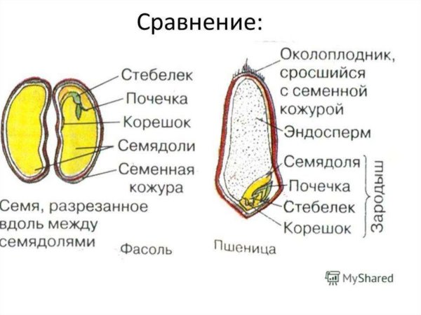Строение семян однодольных и двудольных растений
