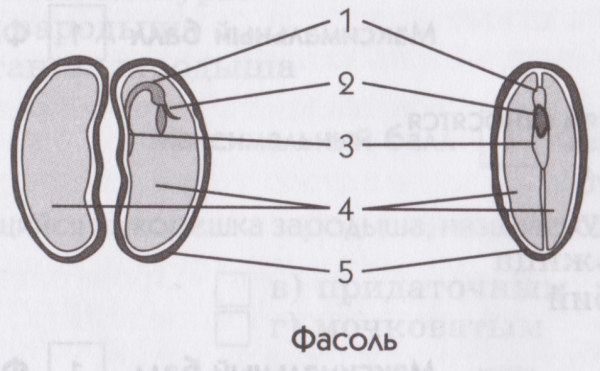 Строение семени фасоли 6 класс