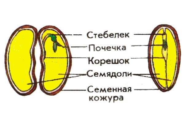 Зарисуйте семя фасоли и подпишите его части