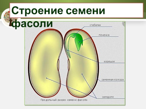 Строение двудольного семени фасоли
