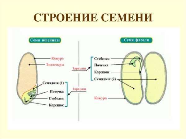 Строение семян однодольных и двудольных растений
