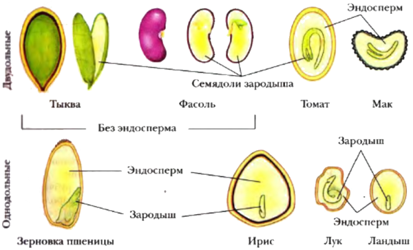 Строение семени тыквы рисунок