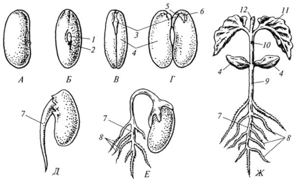 Строение проростка гороха