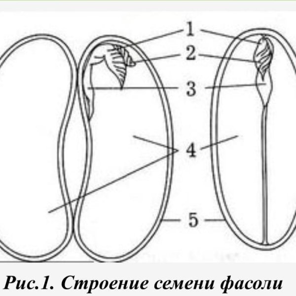 Строение семян двудольных растений без подписи