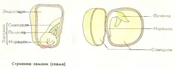 Строение зерна гороха