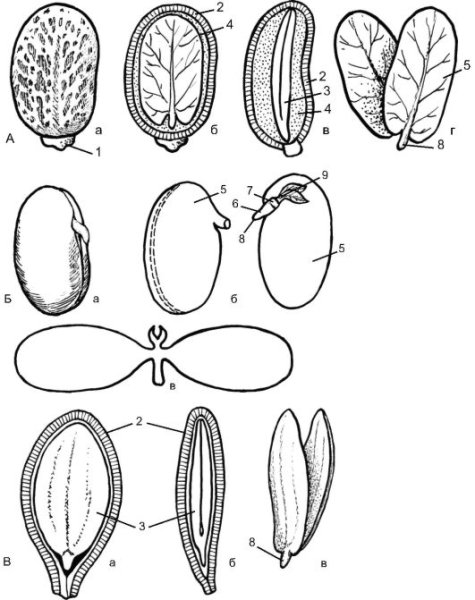 Семена двудольных клещевины фасоли