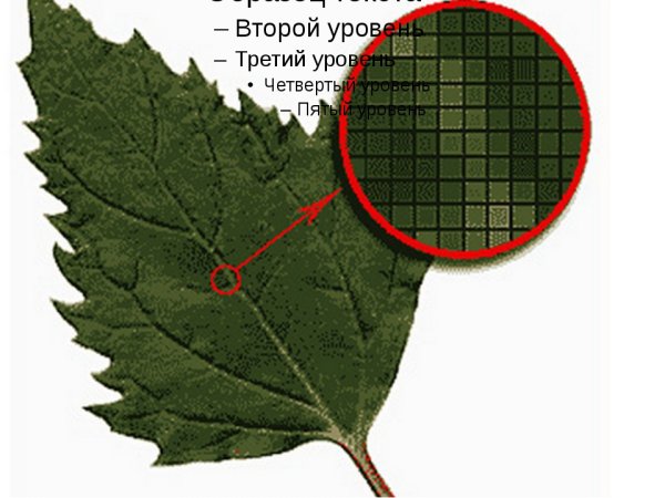 Растровая Графика