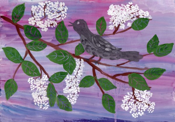 Черемуха рисунок