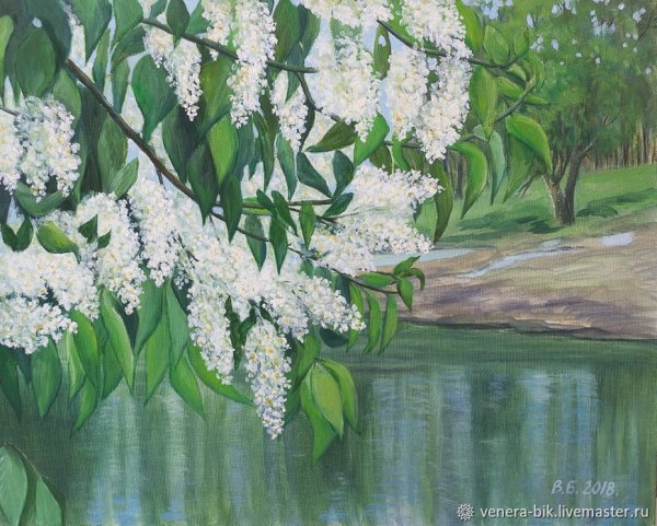 Иллюстрация черемуха душистая