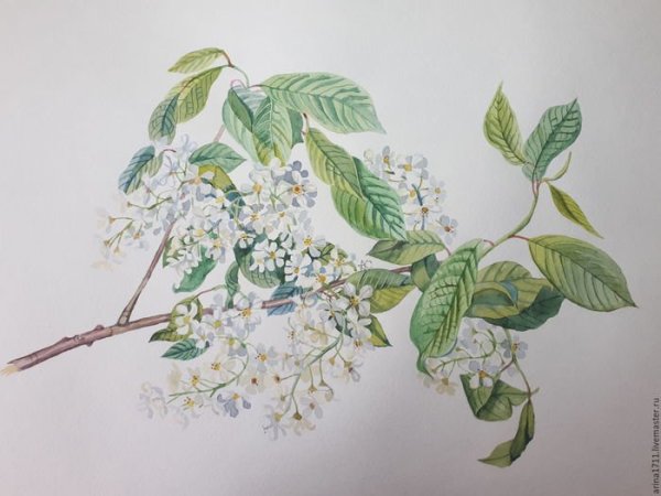 Черемуха Есенин рисунок