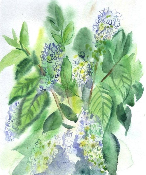 Черемуха рисунок