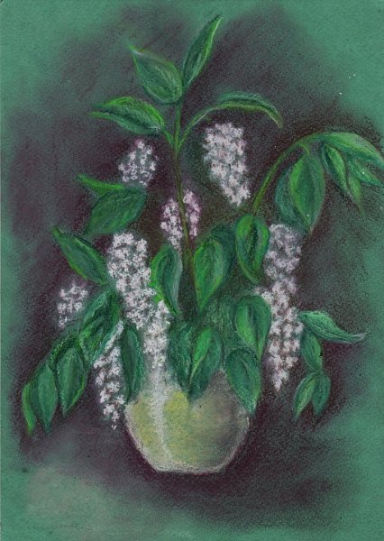 Черемуха для детей