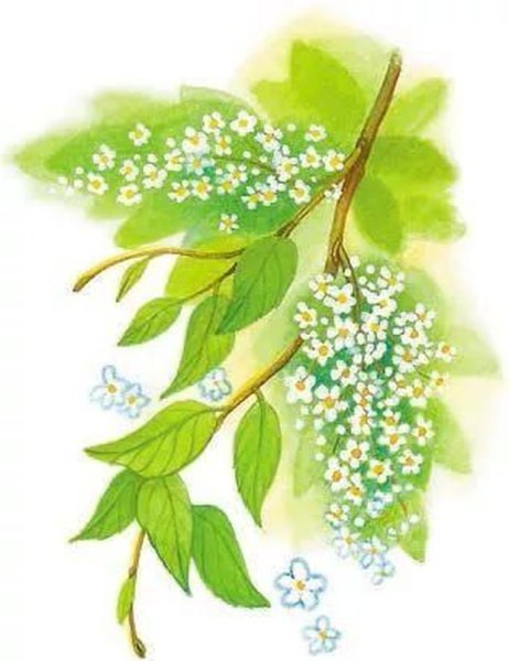 Иллюстрация к стихотворению черемуха Есенина