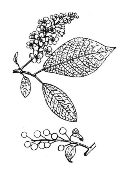 Черемуха раскраска