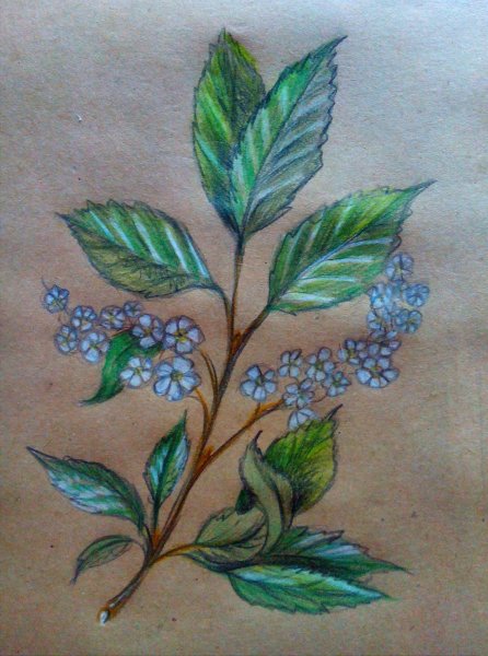 Сирень раскраска для детей