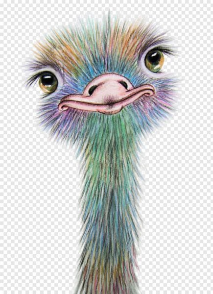 Страус картинка для детей