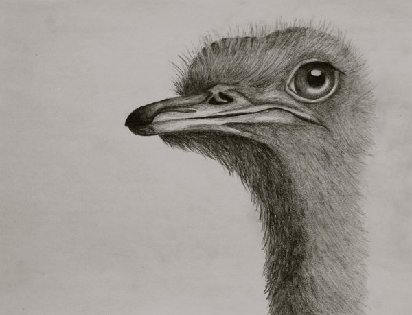 Страус эму для детей