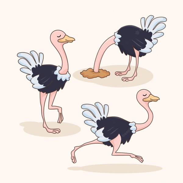 Страус эму раскраска для детей