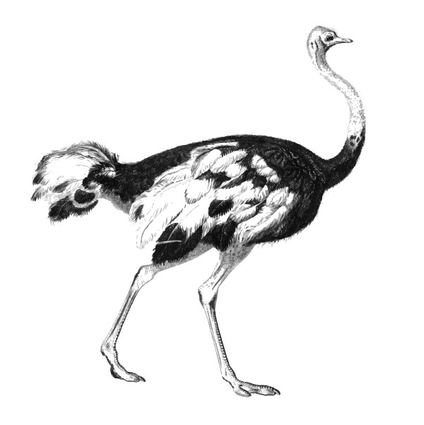 Страус эму раскраска для детей