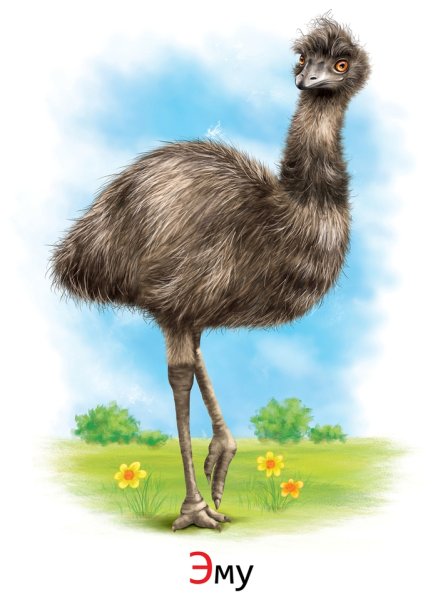 Эму для детей