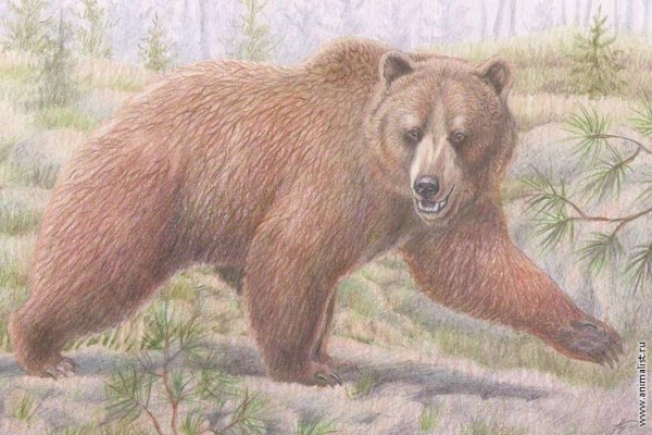 Бурый медведь рисунок