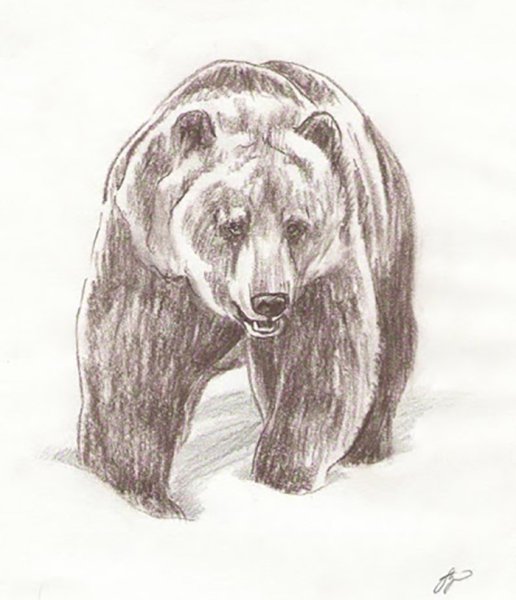 Рискунк имедведя карандашом