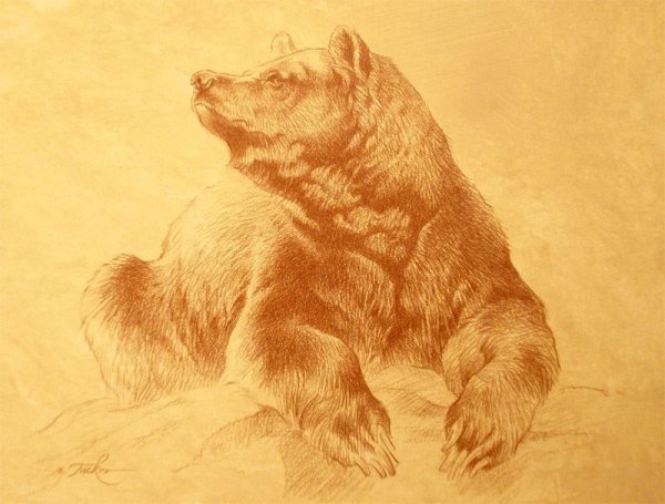 Бурый медведь анатомия для художников