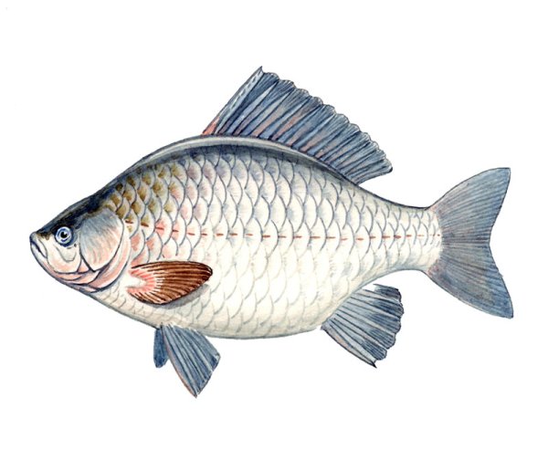 Carassius auratus gibelio